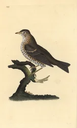 Singdrossel, Turdus philomelos. Handkolorierte Kupferplatte gezeichnet und graviert von Edward Donovan aus seiner Natural History of British Birds, London