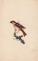 Spatz. Pass montanus. Kupferstich von Edward Donovan, veröffentlicht in Histoire naturelle des oiseaux britanniques, London
