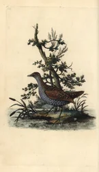 Tüpfelsumpfhuhn, Porzana porzana. Handkolorierte Kupferstichgravur aus „Natural History of British Birds“ von Edward Donovan