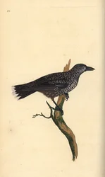 Tannenhäher, Nucifraga caryocatactes. Handkolorierte Kupferstich von Edward Donovan aus seiner Natural History of British Birds, London
