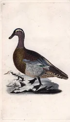 Sommerente, Anas querquedula. Kupferstich von Edward Donovan, veröffentlicht in „Histoire naturelle des oiseaux britanniques“