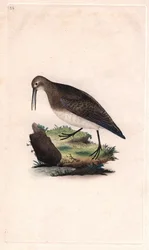 Zwergstrandläufer. Calidris minutilla. Kupferstich von Edward Donovan (1768-1837), veröffentlicht in „Histoire naturelle des oiseaux britanniques“, London