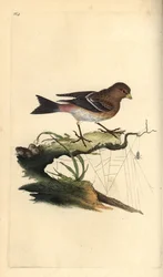 Berghänfling, Carduelis flavirostris. Handkolorierter Kupferstich von Edward Donovan aus seiner eigenen „Natural History of British Birds“, London