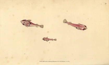 Zweifleckiger Klippenfisch, Diplecogaster bimaculata bimaculata (Zweifleckiger Sauger, Cyclopterus bimaculatus). Handkolorierter Kupferstich von Edward Donovan aus seiner „Natural History of British Fishes“, Donovan und F.C. und J. Rivington, London