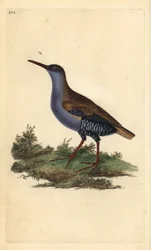 Wasserralle (Rallus aquaticus). Handkolorierter Kupferstich von Edward Donovan aus seinem Werk „Natural History of British Birds“, London