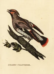 Seidenschwanz, Bombycilla garrulus