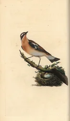 Braunkehlchen, Saxicola rubetra. Handkolorierte Kupferstich von Edward Donovan aus seiner Natural History of British Birds, London