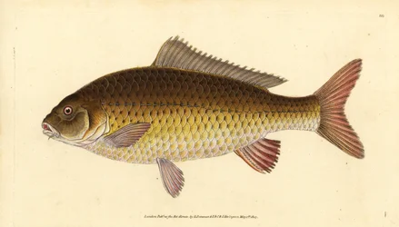 Wilder Karpfen, Cyprinus carpio. Gefährdet. Handkolorierte Kupferplatte gezeichnet und graviert von Edward Donovan aus seiner Naturgeschichte der britischen Fische, Donovan und F.C. und J. Rivington, London