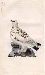 Weidenschneehuhn. Lagopus lagopus (Tetrao lagopus). Kupferstich von Edward Donovan (1768-1837), veröffentlicht in „Naturgeschichte der britischen Vögel“, London