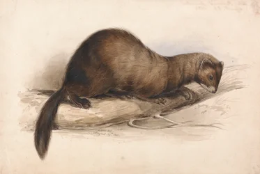 Ein Wiesel