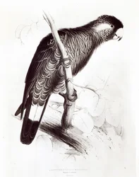 Calyptorhynchus Baudinii, oder Baudins Kakadu, 1832