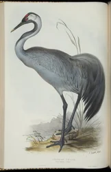 Kranich, aus 