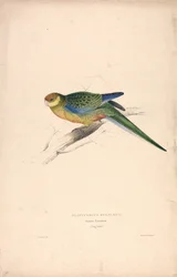 Platycercus Stanley II / Stanley Sittich (junger Männchen) (Tafel 24)