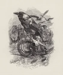 Illustration für Die Wasserkinder von Charles Kingsley