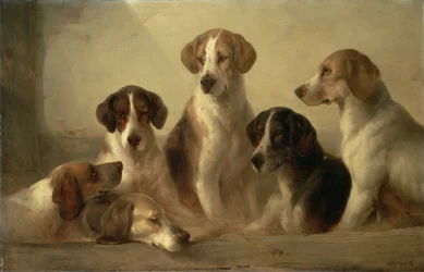 Hunde