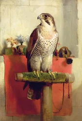 Falke, 1837