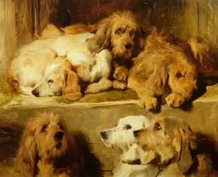 Jagdhunde in einem Zwinger