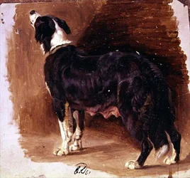 Skizze eines Collies