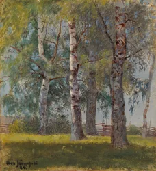 Birken