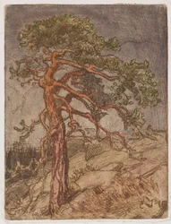 Kiefer auf einem Felsen