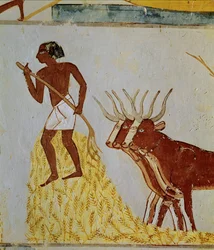 Ochsen dreschen Korn