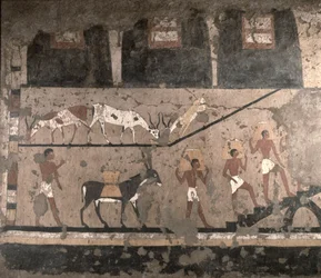 Landwirtschaftliche Szene, aus der Mastaba des Ti in Sakkara entfernte Wandmalerei, Altes Reich, ca. 2494-2345 v. Chr.