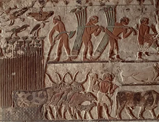 Papyrusernte und eine Gruppe von Kühen, Altes Reich