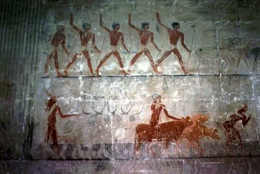 Männer treiben Schafe und Rinder aus der Mastaba-Kapelle von Ti, Altes Reich