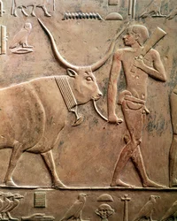 Relief mit der Darstellung eines Bauern, der eine Kuh zum Opfer führt, aus der Mastaba des Ptah-Hotep und Akhti-Hotep, Altes Reich