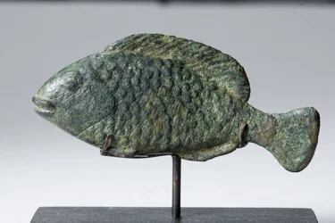 Tilapia-Fisch