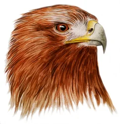 Steinadler