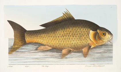 Der Karpfen, aus Eine Abhandlung über Fische und Fischteiche, veröffentlicht 1832