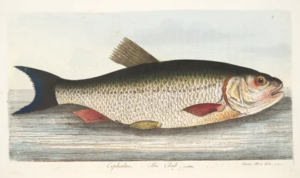 Der Döbel, aus Eine Abhandlung über Fische und Fischteiche, veröffentlicht 1832