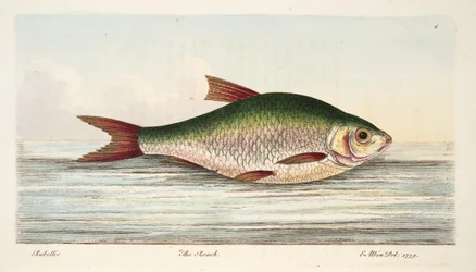 Der Rotauge, aus Eine Abhandlung über Fische und Fischteiche, veröffentlicht 1832