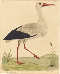 Der Storch (Ciconia Alba)