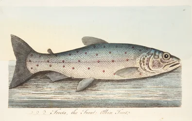 Die Forelle, aus Eine Abhandlung über Fische und Fischteiche, veröffentlicht 1832