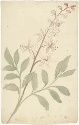 Blumenstudie