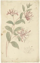 Geißblatt