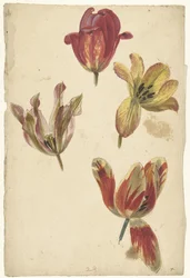 Studien von vier Tulpen