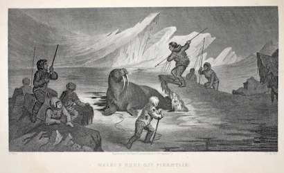 Walrossjagd vor Pikantlik, Illustration aus 