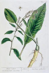 Meerrettich