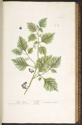Tafel 107, Nachtschatten, aus „A Curious Herbal“