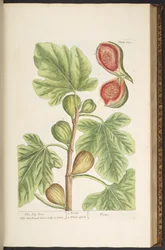 Tafel 125, Der Feigenbaum, aus 