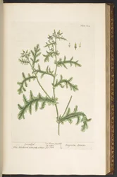 Tafel 132, aus 