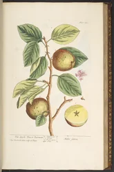 Tafel 141, aus 