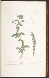 Tafel 18, Schafgarbe, aus 