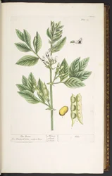 Tafel 19, Die Bohne, aus 