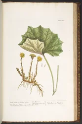 Tafel 204, aus 