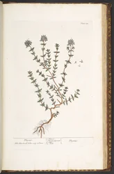 Tafel 211, Thymian, aus 