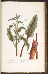 Tafel 235, aus 